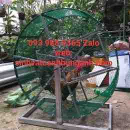 lòng tập lực gà đá