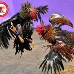 luật đá gà ăn tiền