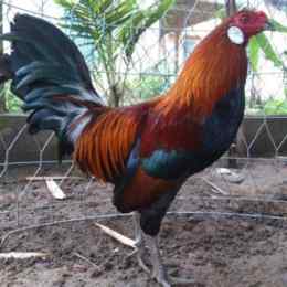 màu gà đá kỵ nhau