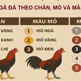 mau mang ga da theo ngay