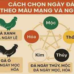 màu mạng ngày đá gà
