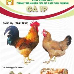 màu sắc lông da của gà tre