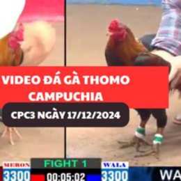 mít trà cú đá gà thomo mới nhất