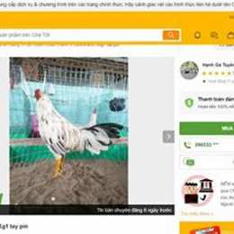 mua bán gà đá chợ tốt
