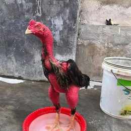 mua gà chọi đá