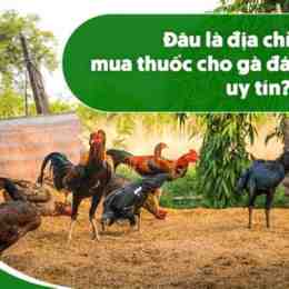 mua gà đá ở mỹ