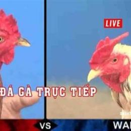 mwc đá gà thomo
