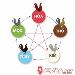 ngày mậu thân đá gà màu gì