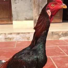 nghệ đỏ gà đá