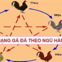 ngũ hành gà đá hôm nay