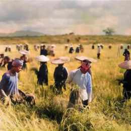 người nông dân gặt lúa