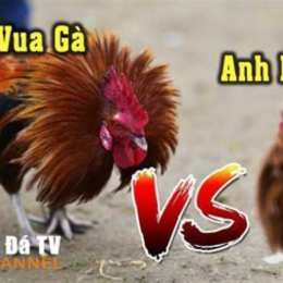 nhung tran da ga cua sat hay nhat