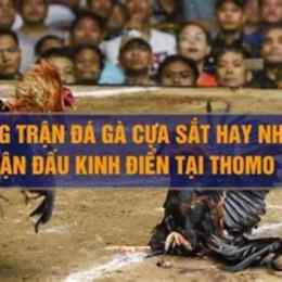 những trận đá gà cựa sắt kinh điển