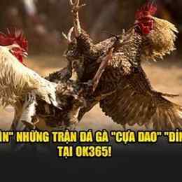 nhung tran da ga dinh cao