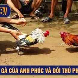 nhung tran da ga don hay nhat