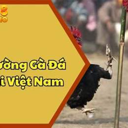 những trận gà đá giải của vnpt