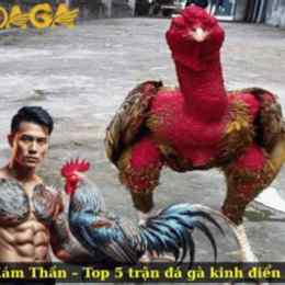nhung tran ga da kinh dien