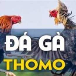 những trận gà trích thomo đá