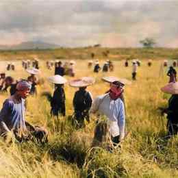 nông dân việt nam gặt lúa