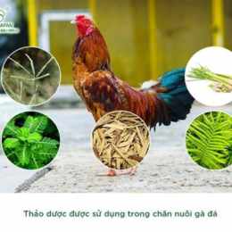 nuôi gà đá cho ăn gì