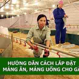 nuôi gà đá gia công