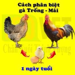 phân biệt màu gà đá