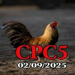 phát lại đá gà c5 hôm nay