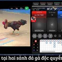 phát lại đá gà thomo c3