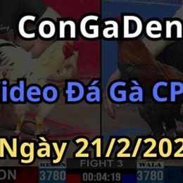 phim clip đá gà cựa