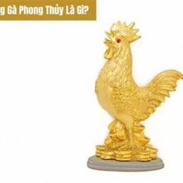 phong thuy ga da hom nay