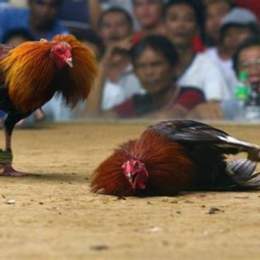 sabong đá gà
