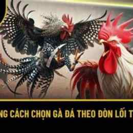 sabong67 đá gà