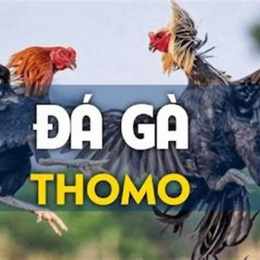 soi cầu đá gà thomo