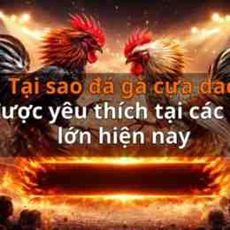 sới đá gà