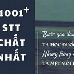 stt về đá gà