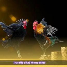 sv388 trực tiếp da ga thomo