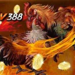 sv388 tương thuật đá gà