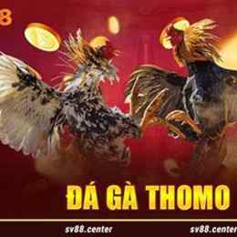 tải đá gà 688.com