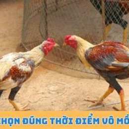 thời gian vô mồi cho gà đá