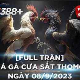 thomo hôm thomo hôm đá gà trực tiếp