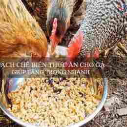 thức ăn cho gà tre đá