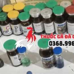 thuốc chích gà đá casino