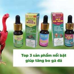 thuốc gà đá bảo xì tin