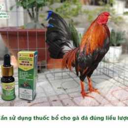 thuốc gà đá devil
