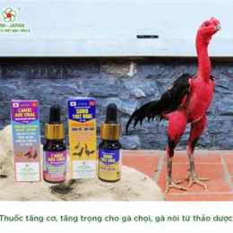 thuoc ga da khong chay