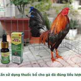 thuốc gà đá phu phu