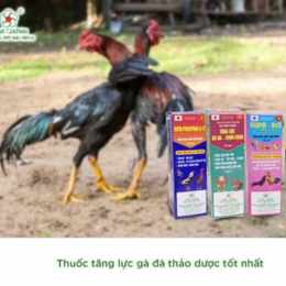 thuoc tang bo cho ga da