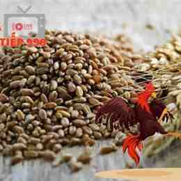 tỉ lệ trộn ngũ cốc cho gà đá