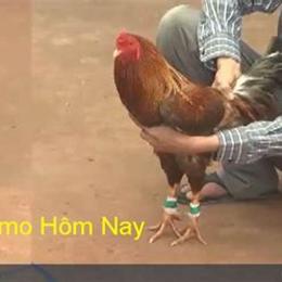 tiếp đá gà thomo c3 hôm nay