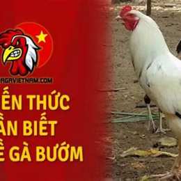 tìm hiểu gà bướm đá ngày nào tốt nhất
